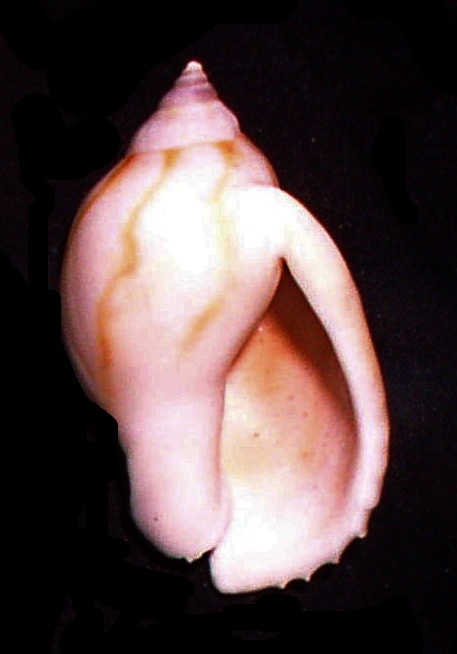 Image of <i>Casmaria erinaceus</i> fm. <i>vibex</i>