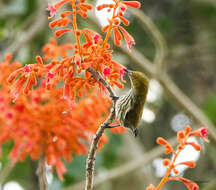 Image of Yellow-vented Flowerpecker