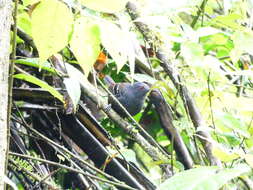 Image of Esmeraldas Antbird