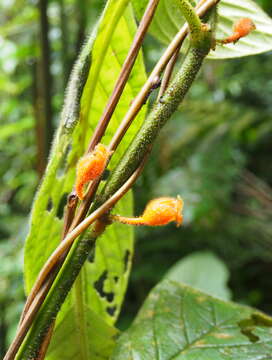 Sivun Besleria columneoides Hanst. kuva