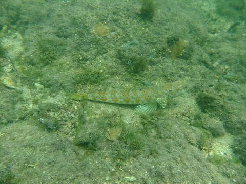 Image of Lizardfish