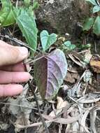 Image de Cissus hastata (Miq.) Planch.