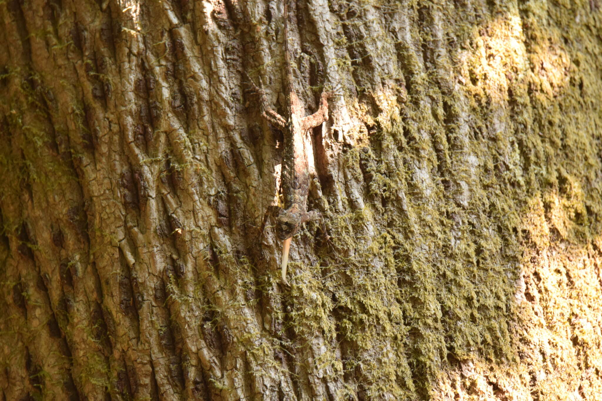 Image of Asian Gliding Lizard