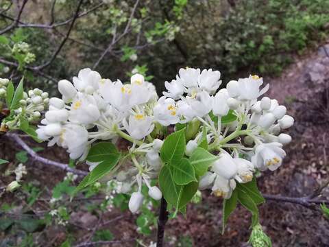 Image of Staphylea pringlei S. Wats.