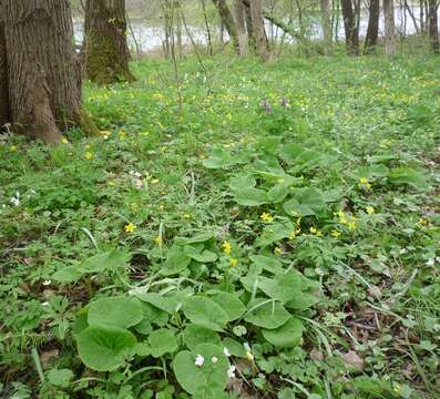 Image of Symphytum cordatum Waldst. & Kit.