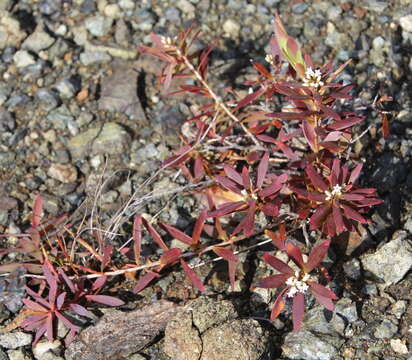 Imagem de Leucopogon xerampelinus de Lange, Heenan & M. I. Dawson