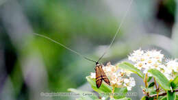 Imagem de Nemophora staudingerella Christoph 1881