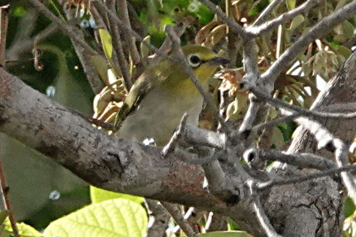 Imagem de Zosterops citrinella Bonaparte 1850