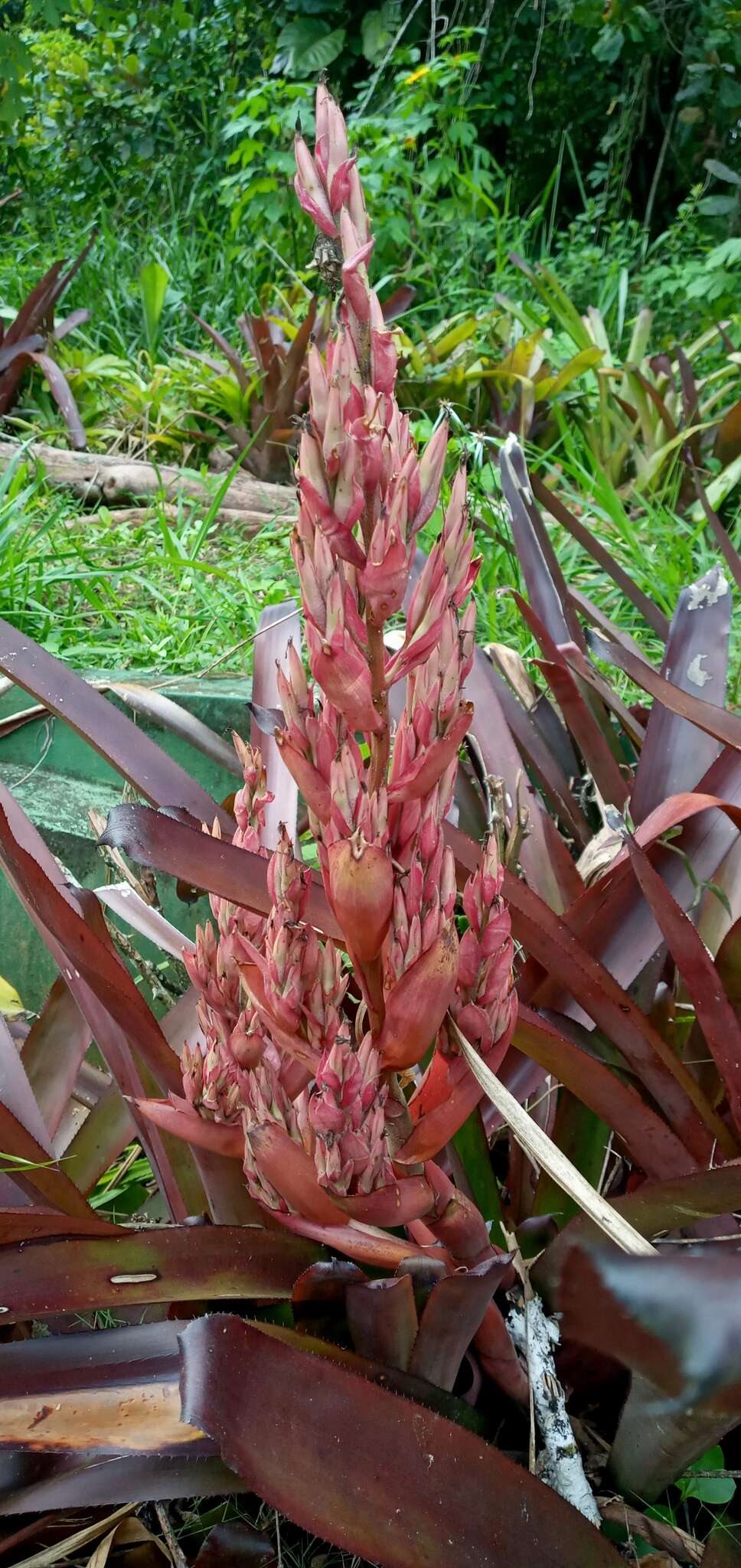 Image of Aechmea catendensis J. A. Siqueira & Leme