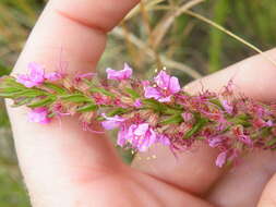 Plancia ëd Ammannia sagittifolia (Sond.) S. A. Graham & Gandhi