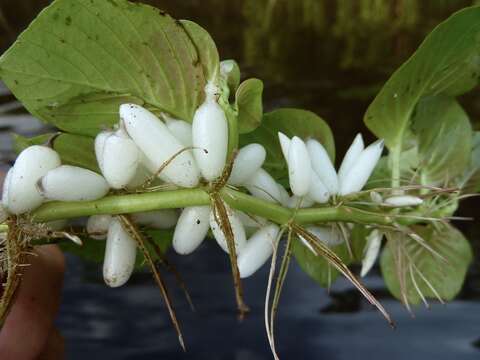 Image of Ludwigia helminthorrhiza (Mart.) Hara