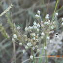 Image of Allium inaequale Janka