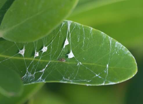 Image of Emblyna florens (Ivie & Barrows 1935)