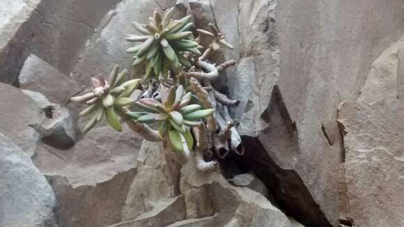 Image of Pachyphytum viride Walther