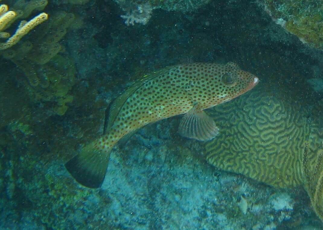 Слика од Epinephelus guttatus (Linnaeus 1758)