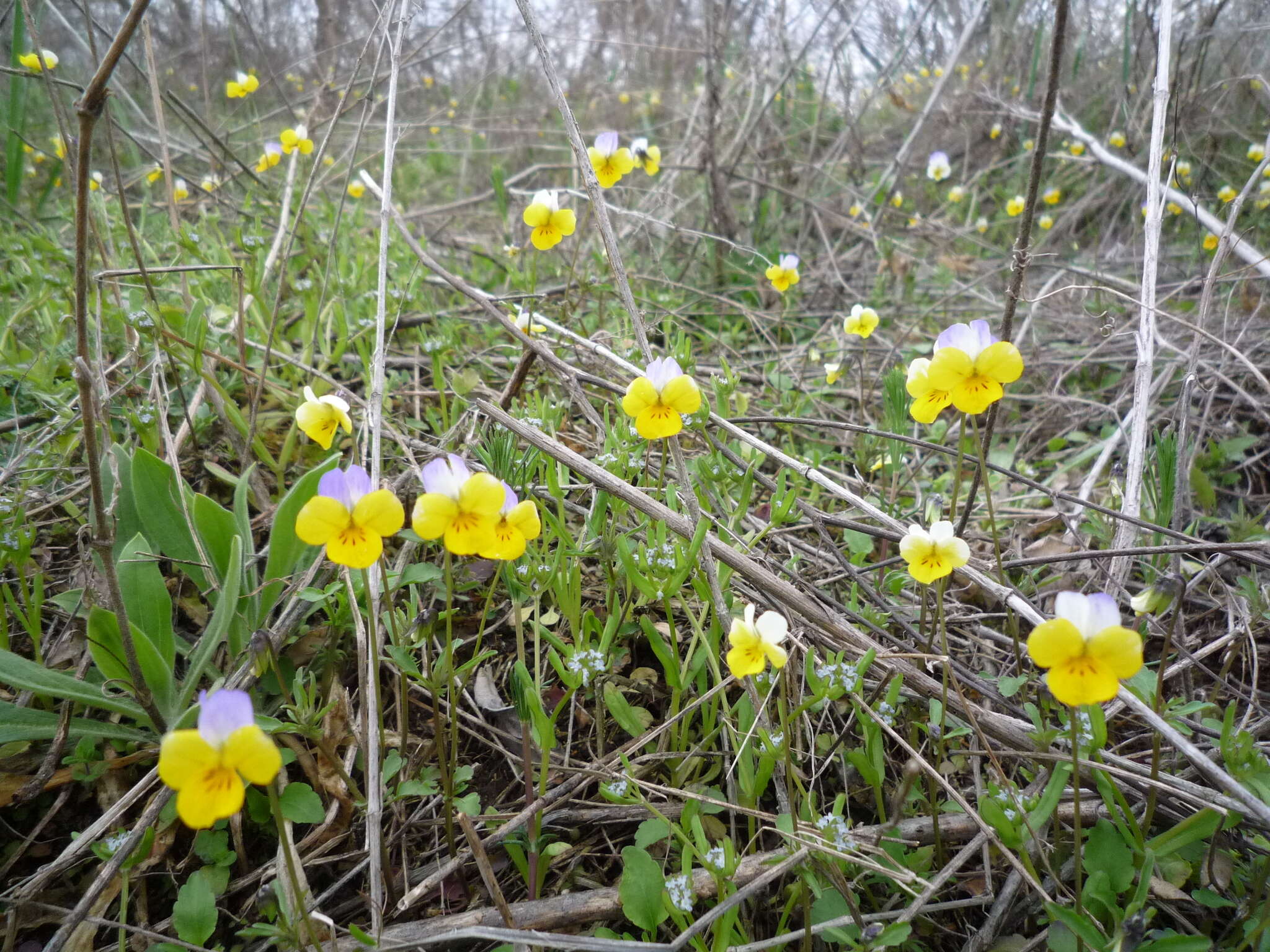 Слика од Viola hymettia Boiss. & Heldr.