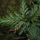 Image of Selaginella firmuloides Warb.