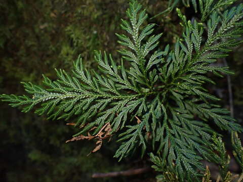 Image of Selaginella firmuloides Warb.