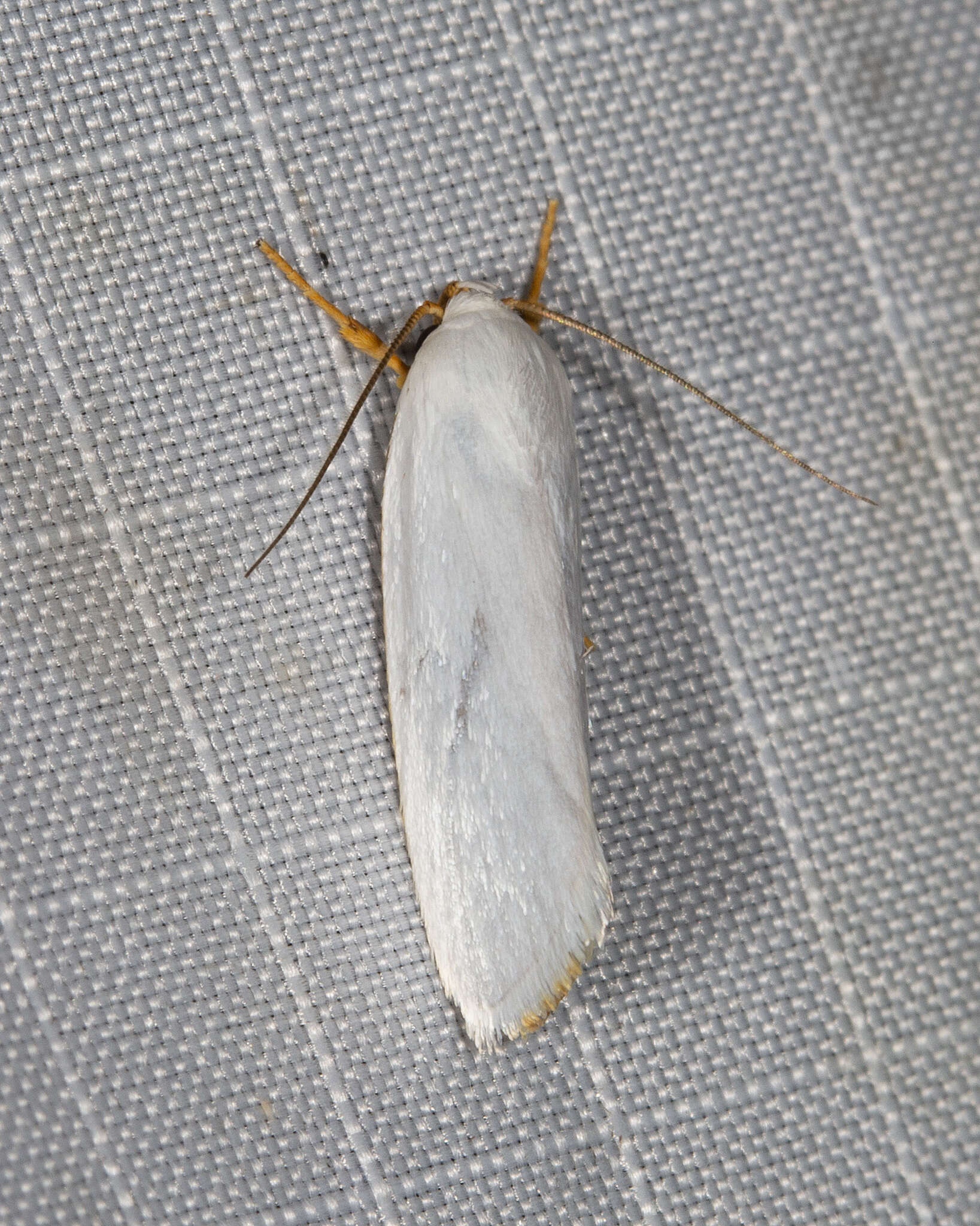 Image of Xylorycta argentella Walker 1864