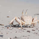 Image of Red Sea ghost crab
