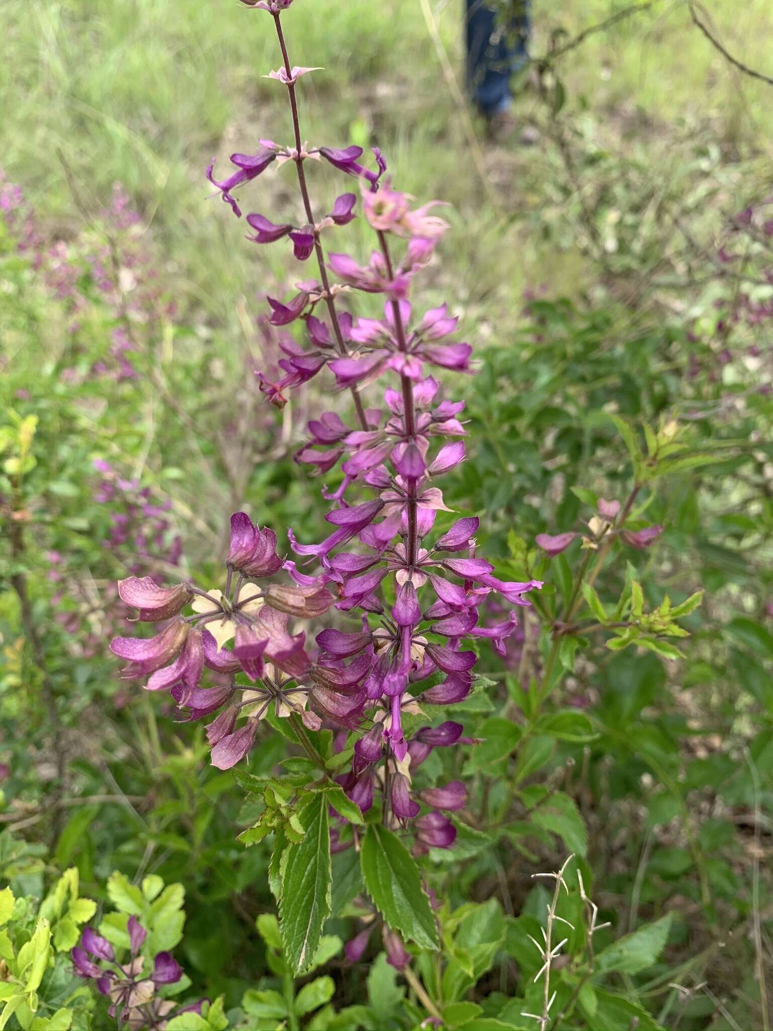 Image of Ocimum serratum (Schltr.) A. J. Paton