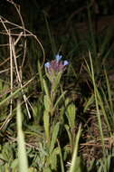 Image of Anchusa thessala Boiss. & Spruner