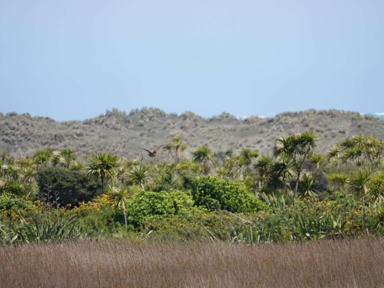 Image of Australasian Bittern