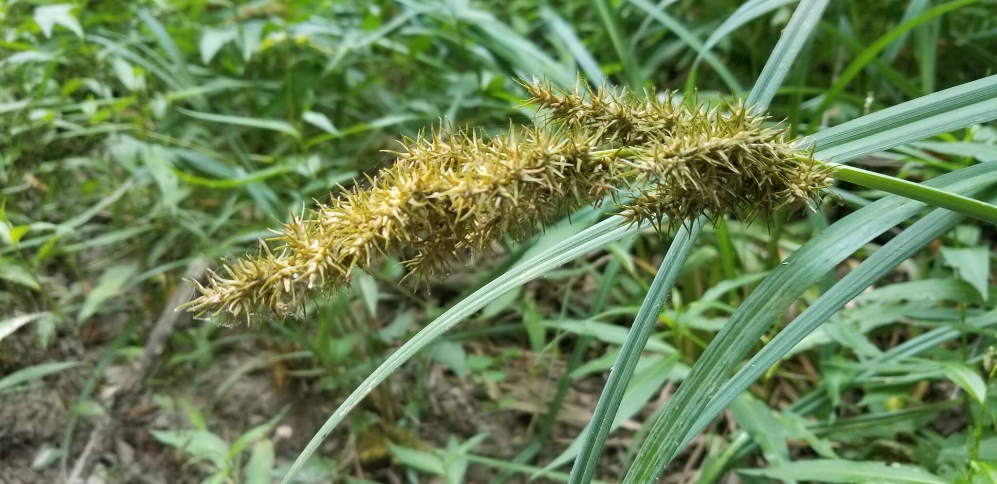 Image of Raven-Foot Sedge