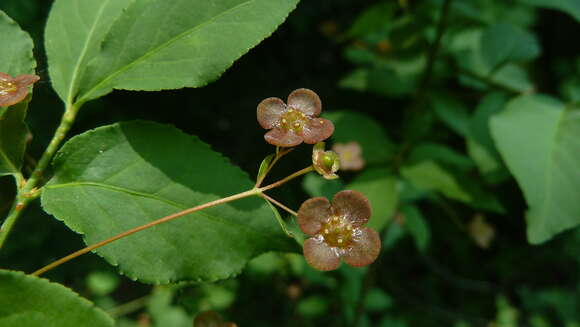 Image de Euonymus verrucosus Scop.