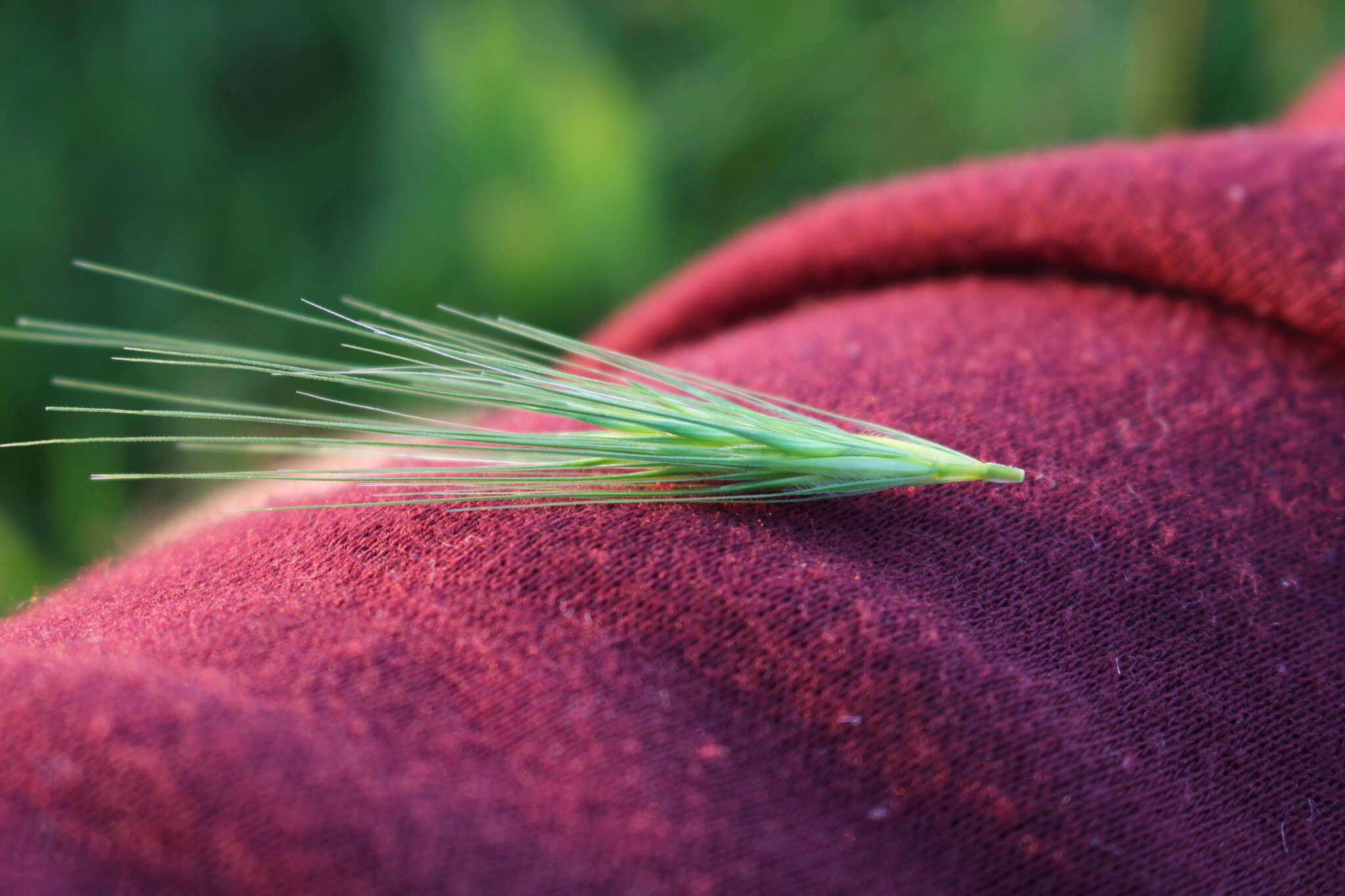 Hordeum murinum subsp. murinum的圖片