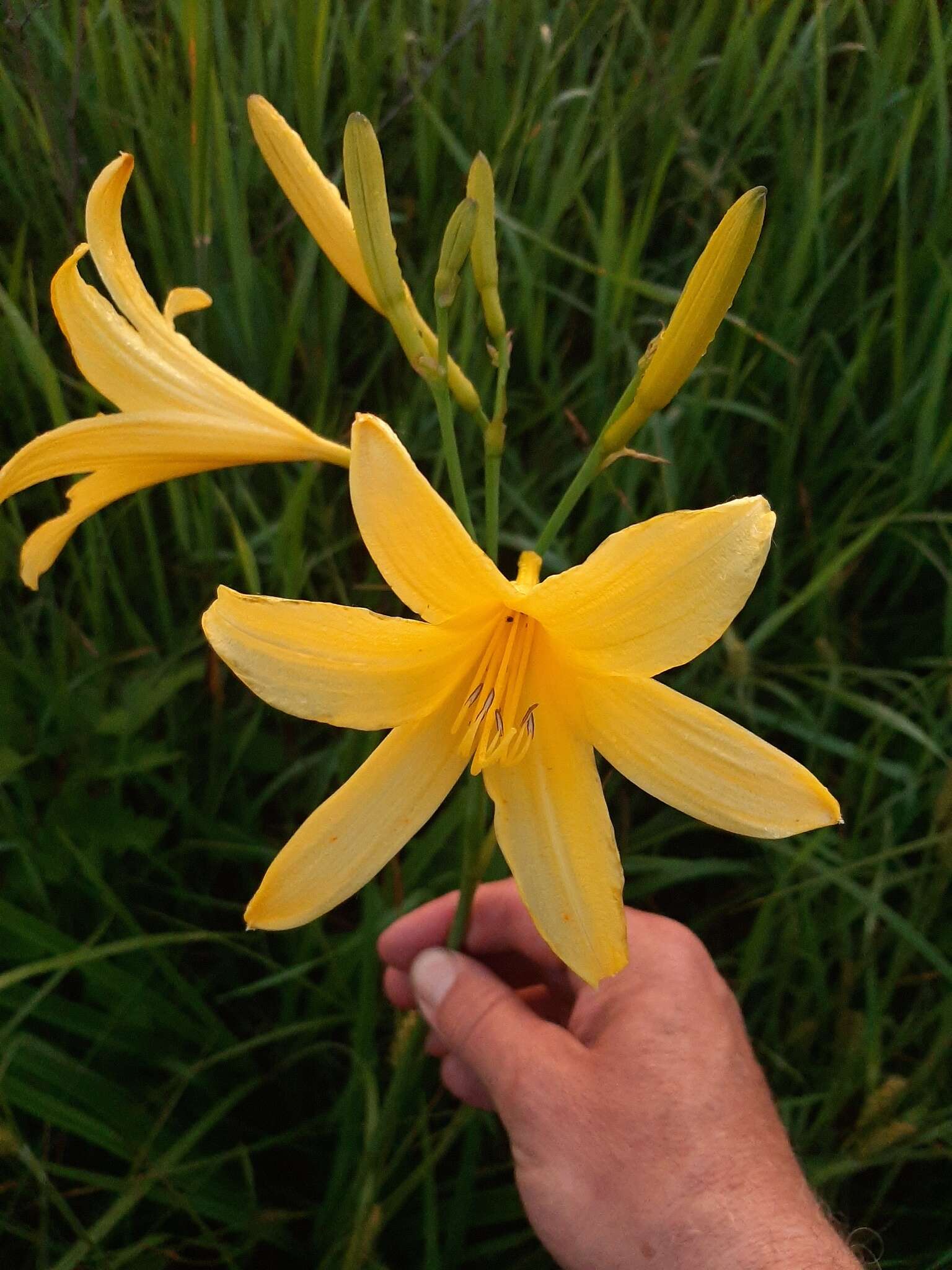 Imagem de Hemerocallis lilioasphodelus L.