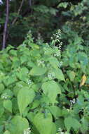 Image of Circaea cordata Royle