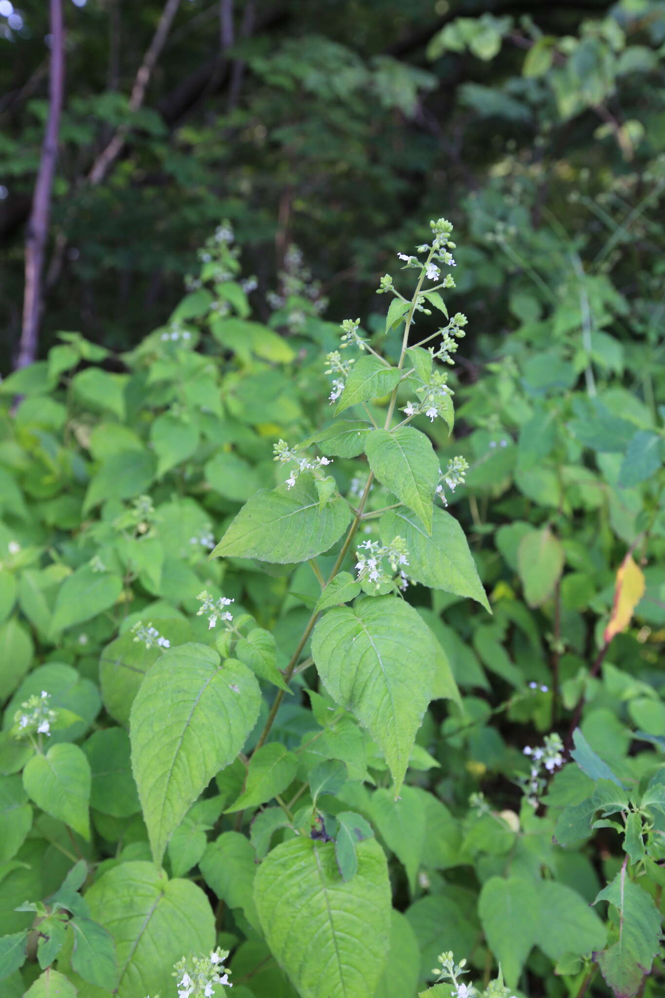 Image of Circaea cordata Royle