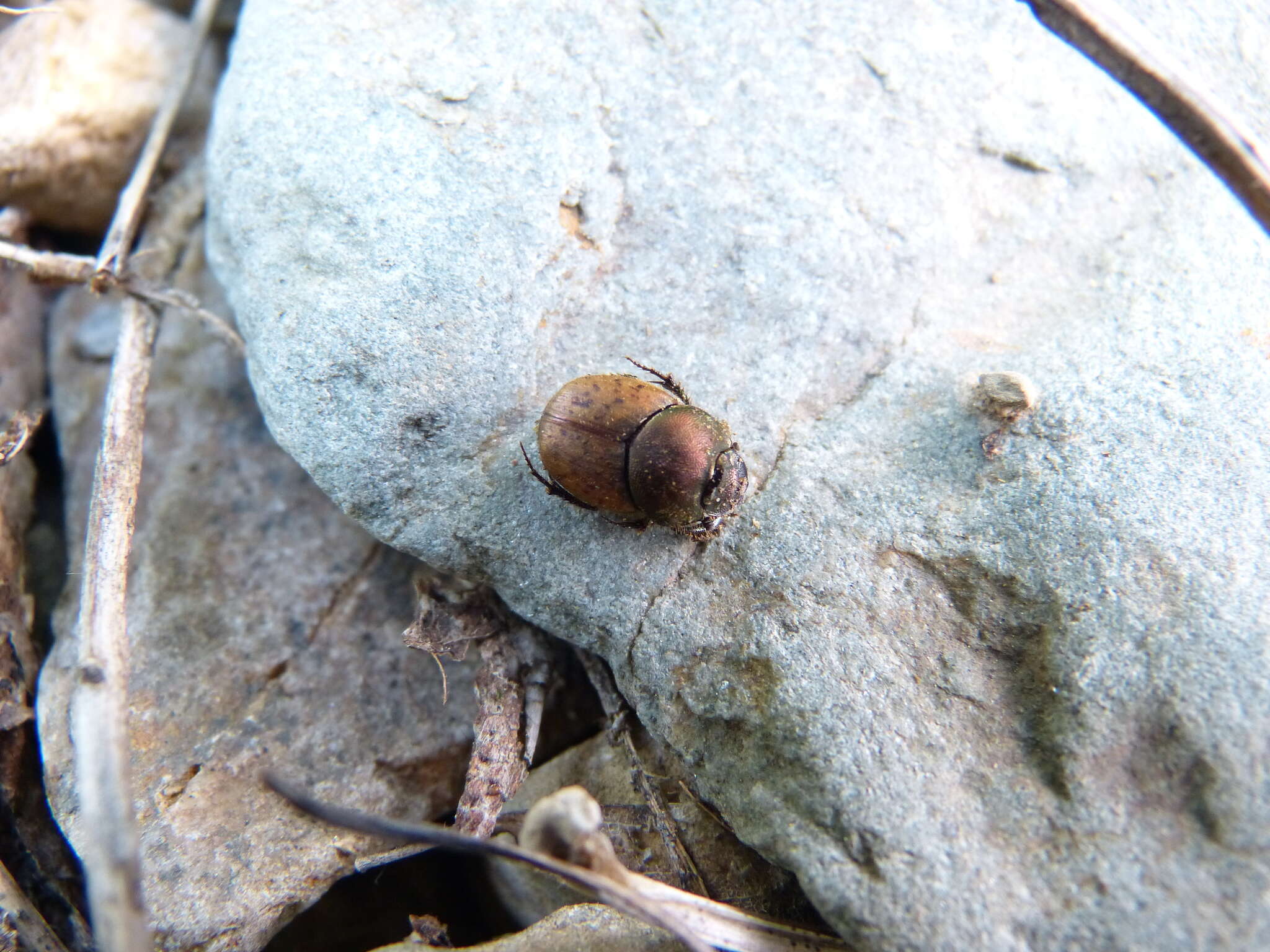 Слика од Onthophagus (Palaeonthophagus) coenobita (Herbst 1783)