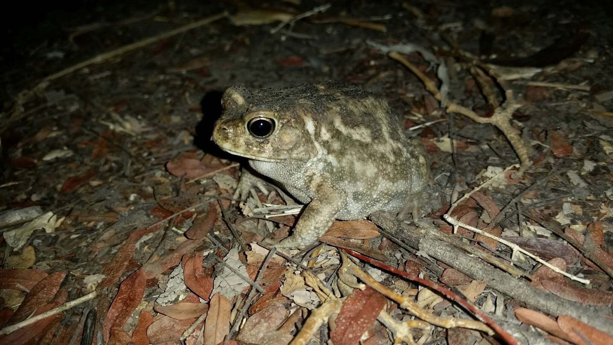 Image of Sclerophrys gutturalis (Power 1927)