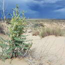 صورة Astragalus lehmannianus Bunge
