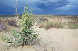 Imagem de Astragalus lehmannianus Bunge