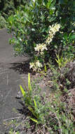 Image of Encyclia granitica (Lindl.) Schltr.