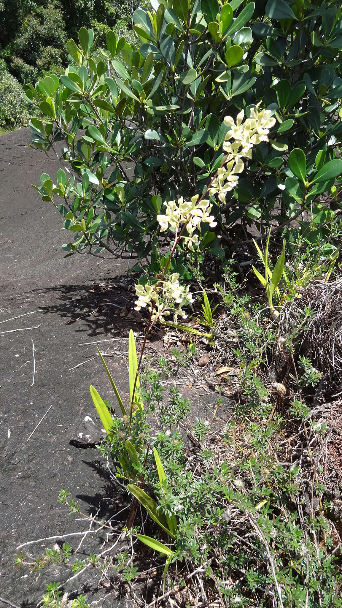 Image of Encyclia granitica (Lindl.) Schltr.