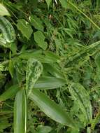 Image of Smilax glabra Roxb.