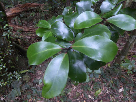 Image de Pseudowintera axillaris (J. R. & G. Forst.) Dandy