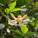 Magnolia macrocarpa的圖片