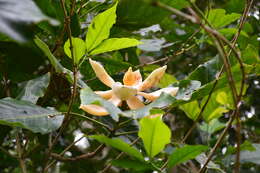 Magnolia macrocarpa的圖片