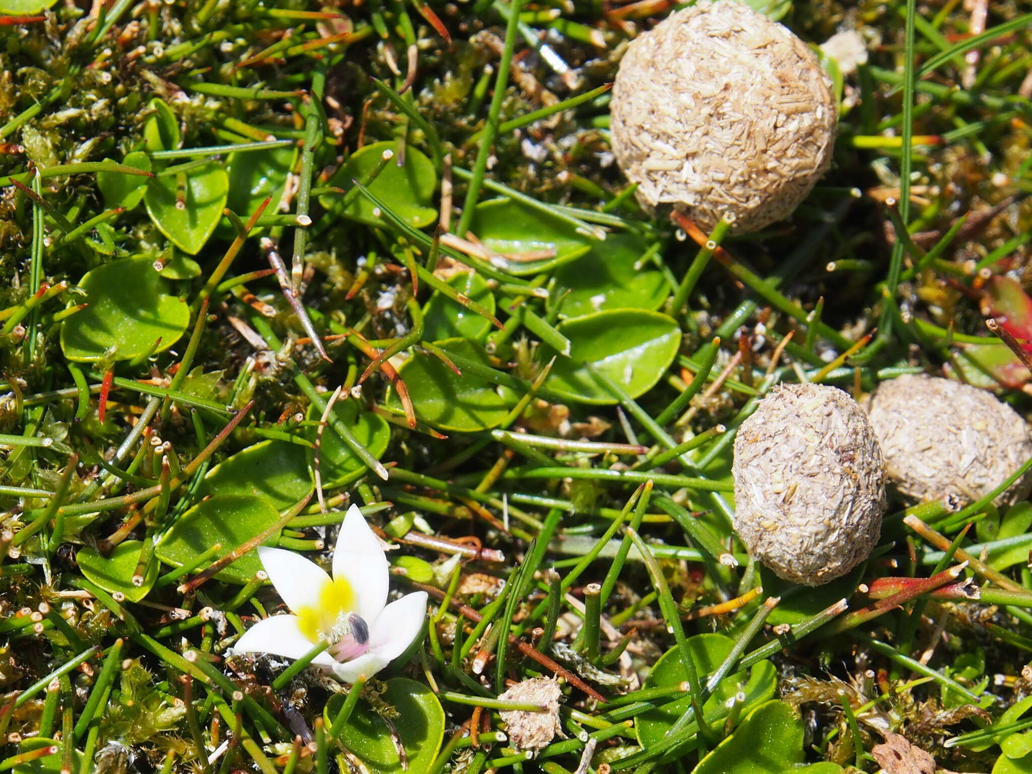 Image of Andean tapeti