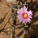 Image of Ruschia goodiae L. Bol.