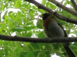 Image of Guira Tanager