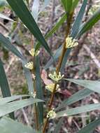 صورة Hakea salicifolia subsp. angustifolia (A. A. Ham.) W. R. Barker