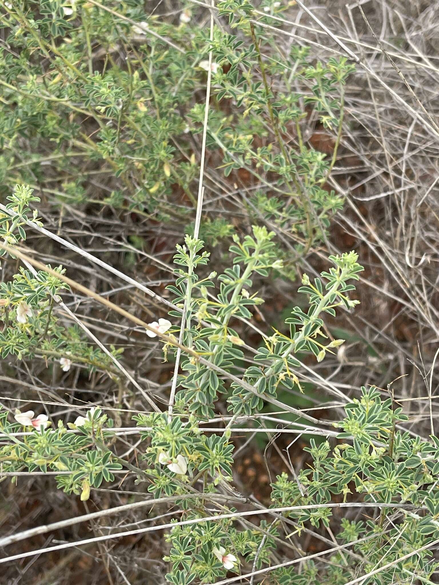 Imagem de Indigofera circinnata Harv.