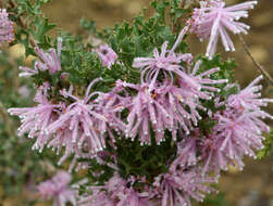 Imagem de Isopogon baxteri R. Br.