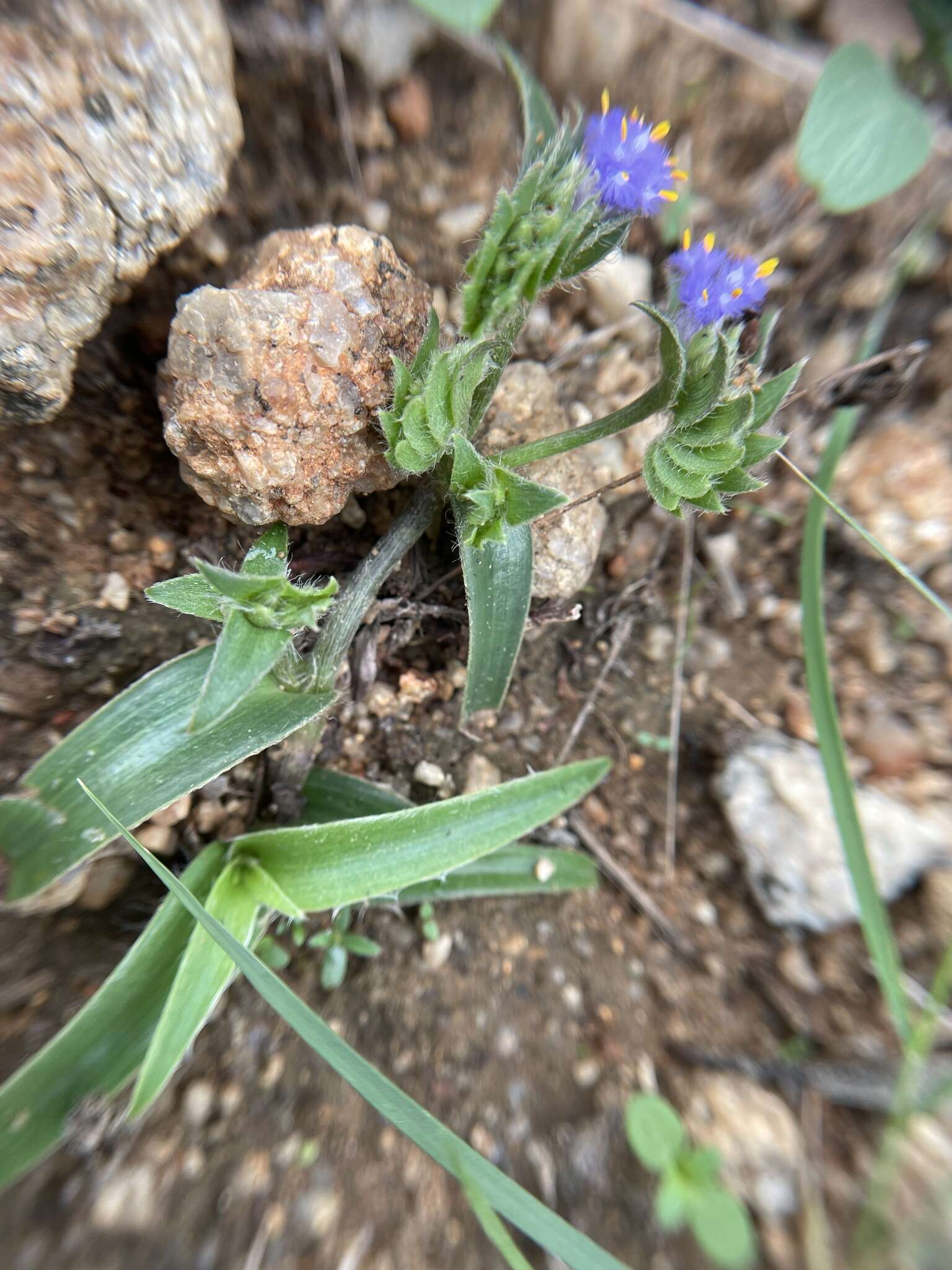 Image of Cyanotis adscendens Dalzell